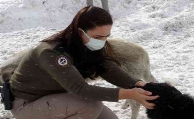 Zigana'nın terk edilmiş köpekleri polis korumasında