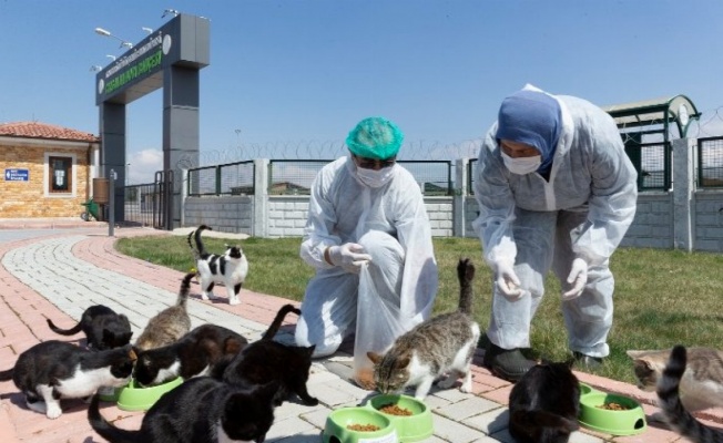 Kayseri Büyükşehir'den sokak hayvanları için 48 ton mama desteği 