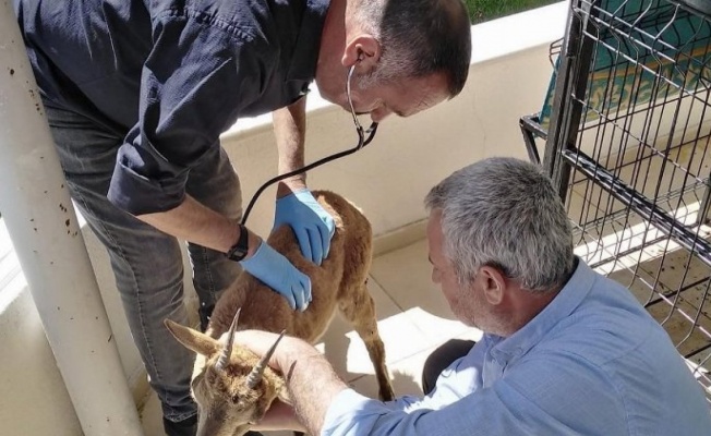 Adıyaman'da yaralı yavru dağ keçisi tedavi altına alındı
