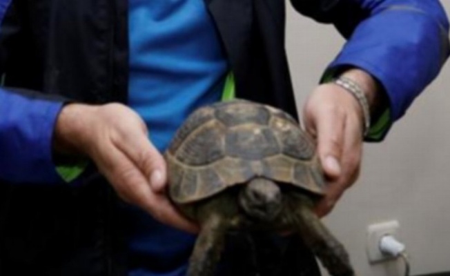 Bursa'da araç trafiği arasında kalan kaplumbağaya İnegöl sahip çıktı