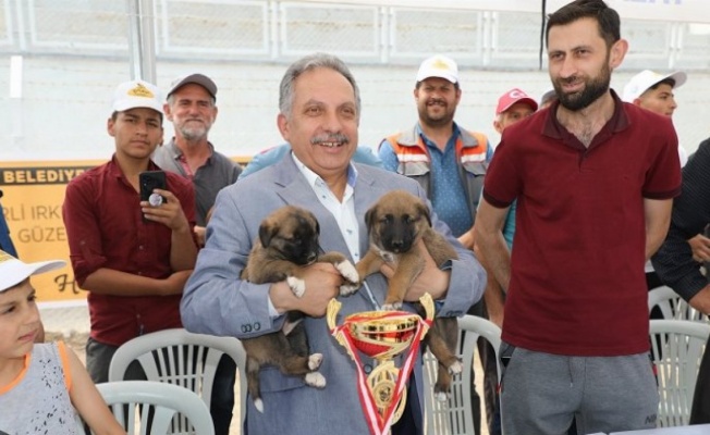 Kayseri Talas'ta Çoban Köpekleri Güzellik Yarışması