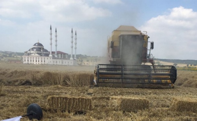 Bursa Nilüfer'de buğday tarla günü düzenlendi