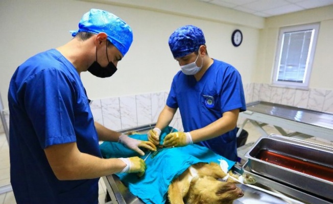 Muğla'da 26 bin 529 hayvan tedavi edildi