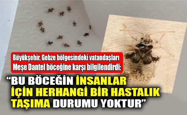 Büyükşehir, Gebze bölgesinde görülen meşe dantel böceğine karşı vatandaşları bilgilendirdi