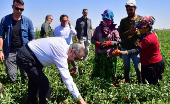 Diyarbakır'da domates hasadı