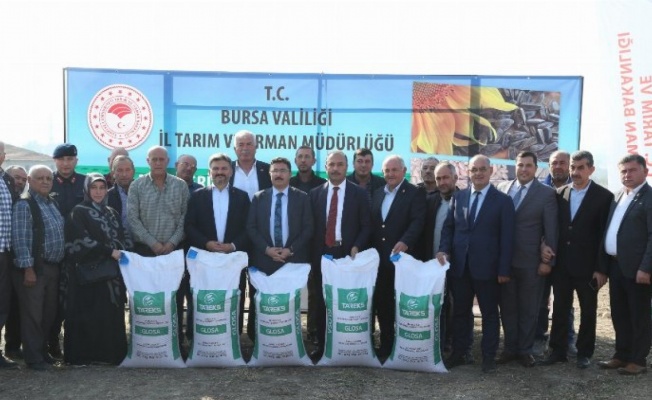 Bursa'da tarlalar tohum desteğiyle yeşeriyor