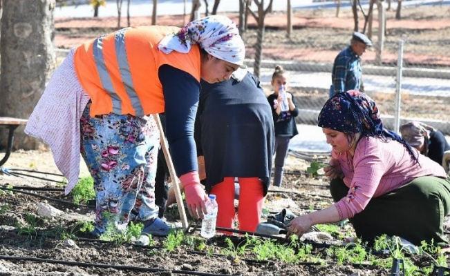 Şehirli çiftçiler Mahalle Bostanı’nda kış sebzeleri ekti