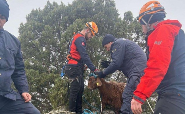 Kayalıklarda mahsur kalan hayvanı Jandarma ve AFAD ekipleri kurtardı