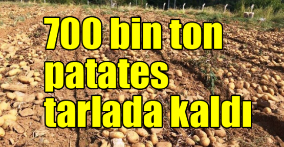 700 bin ton patates tarlada kaldı