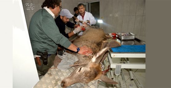 Av tüfeğiyle yaralanan kızıl geyik tedavi ediliyor