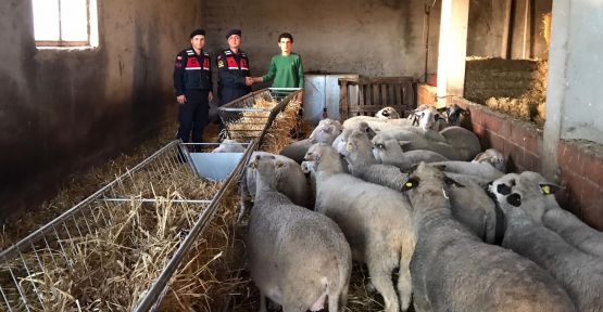  Çalınan koyunları jandarma ekipleri buldu