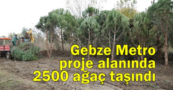  Gebze Metro proje alanında 2500 ağaç taşındı