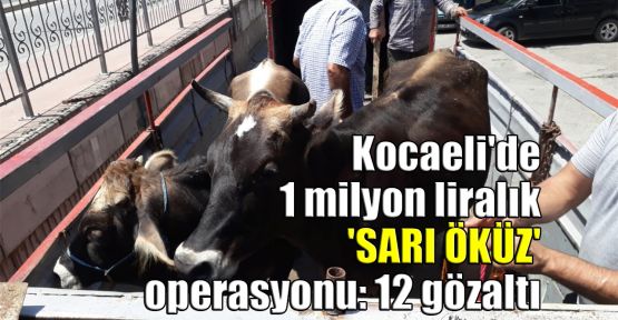 Kocaeli'de 1 milyon liralık 'Sarı Öküz' operasyonu: 12 gözaltı