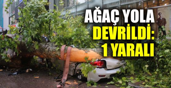  Kocaeli'de ağaç yola devrildi: 1 yaralı