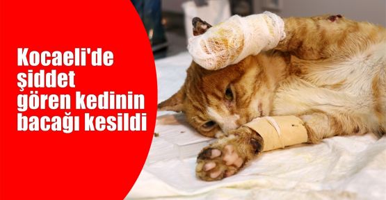Kocaeli'de şiddet gören kedinin bacağı kesildi
