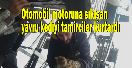Otomobil motoruna sıkışan yavru kediyi tamirciler kurtardı