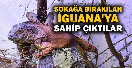  Sokağa bırakılan iguanaya Ormanya sahip çıktı