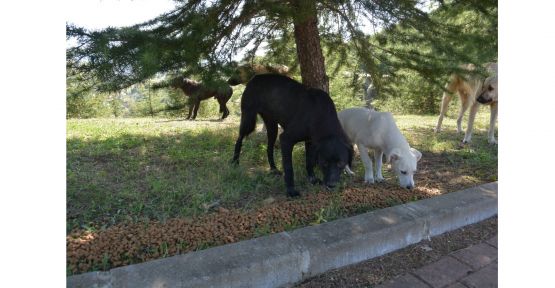  İzmit Belediyesi'nden sokak hayvanlarına 150 kilo mama 