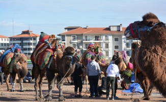 Ayvalık'ta deve güreşi festivali