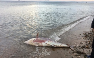 Yalova'da yaklaşık 2 metrelik ölü orkinos sahile vurdu