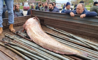 İznik Gölü'nde balıkçıların ağına 100 kilogramlık yayın balığı takıldı