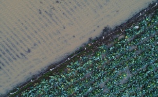Karacabey Ovası'nda şiddetli yağış ekili alanları su altında bıraktı