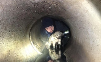 Kocaeli'de yağmur suyu kanalına sıkışan köpeği itfaiye ekipleri kurtardı