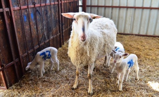 Üniversite çiftliğinde doğan dördüz koyunlar