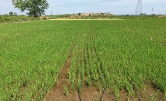 Enez'de çeltik yetiştiricilerine hibe ve tohum desteği