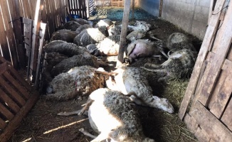 Kırklareli'nde bir ağıldaki telef olan 27 koyun gömülerek imha edildi