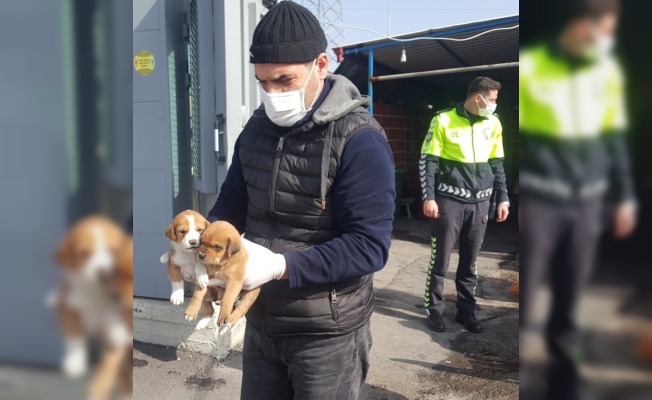 Sakarya'da uygulama noktasına gelen köpek yavrularına polisler sahip çıktı