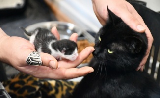 Bursa'da otomobilin çarptığı hamile kedinin kırılan ayağına platin takıldı