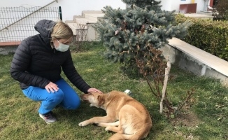 Edirne'de bir otomobilin çarpıp kaçtığı ayağından yaralı sokak köpeğini tedavi altına alındı