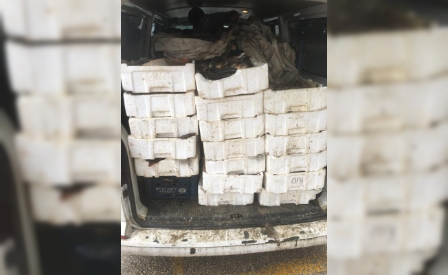 Edirne'de kaçak avlanmış 800 kilogram sazanla yakalanan panelvan sürücüsüne 5 bin lira ceza