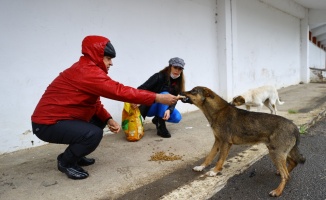 Hayvan severler önce sokak köpeklerini besledi, ardından Nevruz Bayramını kutladı