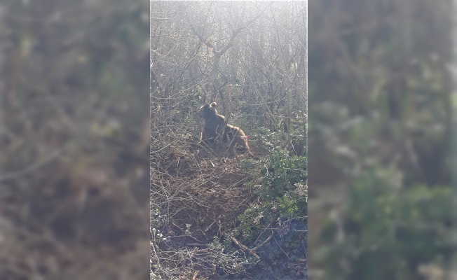 Orhangazi'de kapana takılan ayı kurtarıldı