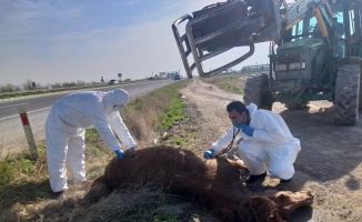 Aksaray'da vicdansız sürücünün çarptığı at, hayvanseverin çabasıyla kurtarıldı