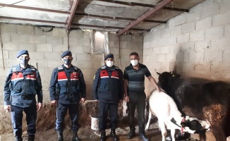 Aksaray Jandarması, kayıp hayvanları drone ile buldu
