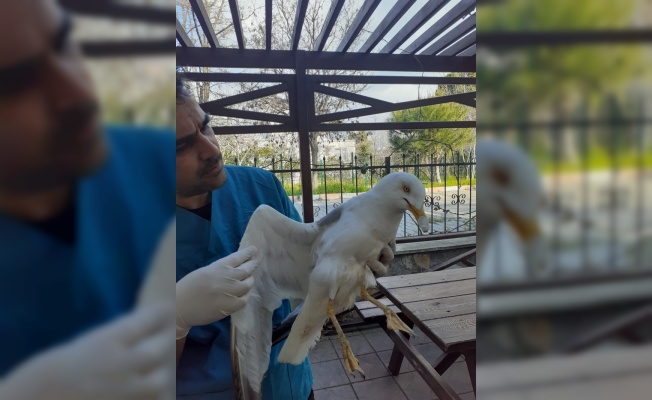 Balıkesir'de nesli tehlike altındaki ulu doğan kuşu ile bir şahin yaralı bulundu