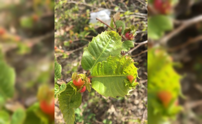 Bandırma'da kestane ağacındaki 'gal arısı' zararlısına karşı biyolojik mücadele başlatıldı