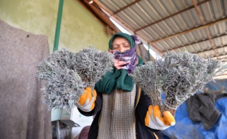 Bilecik'ten Özbekistan'a 35 bin demet lavanta ihracatı
