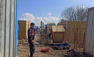 Kocaeli'de sağlıksız koşullarda bakılan 80 köpek korumaya alındı