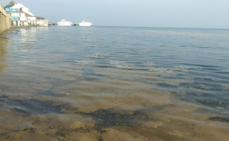 Plankton çoğalması sonucu Mudanya sahili kahverengiye büründü