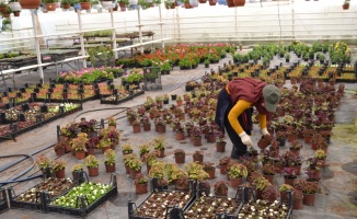 Yalova'da çiçek sektöründe üretim hareketliliği başladı