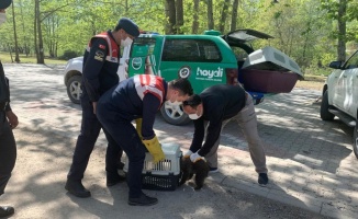 Yalova'da jandarmanın ormanlık alanda bulduğu yavru ayı koruma altına alındı