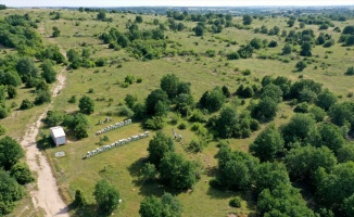 Edirne'de orman vasfını kaybetmiş araziye kurulan 