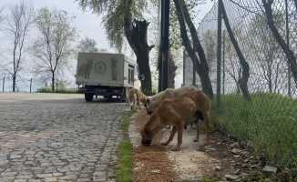 Edirne'de salgın sürecinde sokağa terk edilen hayvan sayısı artıyor
