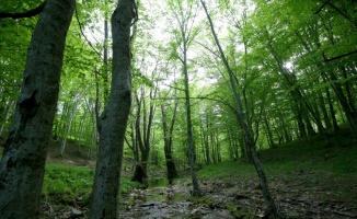 Istranca ormanları ziyaretçilerine görsel şölen sunuyor