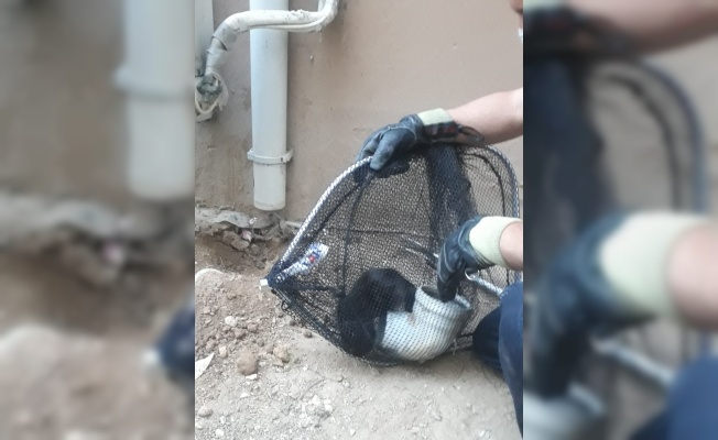 Kırklareli'nde su borusunda mahsur kalan kedi kurtarıldı