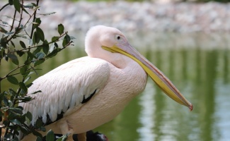 Kocaeli Ormanya Doğal Yaşam Parkı engelli pelikanlara yuva oldu